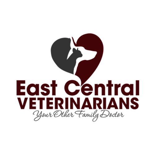 ecv logo logo